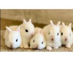 Dwarf Hotot Bunny Pair – Healthy 40 Days Old Deal