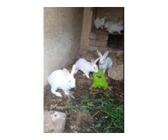 Red Eye White Rabbit Babies – Cheap Deal