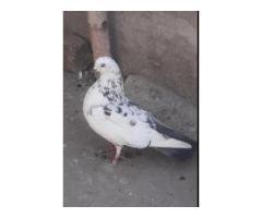 Healthy Breeder Pigeon Pair for Sale – Rs 1000 Deal