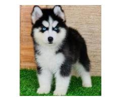 Blue Eyes Siberian Husky Puppy