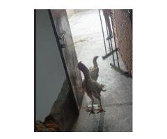 Aseel Heera Pair – Rs 30,000