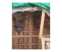 🔥 Desi Murga Murgi Pair – Rs 5,000