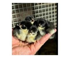 🔥 Australorp Chicks for Sale – Rs 250
