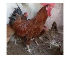 Homebred Golden Misri Pair – Rs 1,500