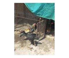 🔥 Jawa Aseel Breeder Male – Rs 6,000