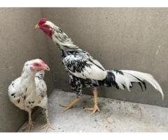 🔥 Sindhi Cheena Pair for Sale – Rs 9,000