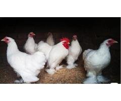 🔥 Bantam Cochin Breeder Set – Rs 10,000