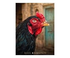 🔥 Japanese Shamo Pair (Male) – Rs 30,000