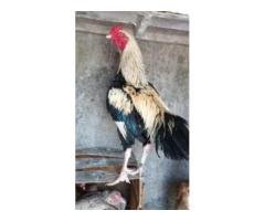 🔥 Mianwali Aseel Pair | Broody & Healthy Deal