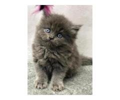 Punch Face Triple Coat Persian Kittens