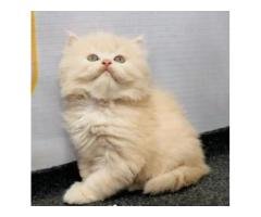 Punch Face Persian Kittens for Sale