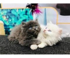 Punch Face Persian Triple Coat Kittens for Sale