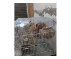 Lovebird Pair with Cage – Budget Pet Bird Set