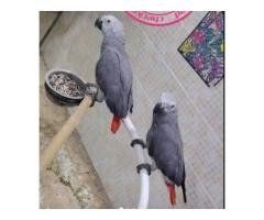 African Grey Parrot – Healthy Young Bird