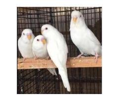 White Australian Budgie Pair – Healthy & Active Birds
