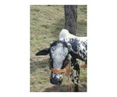 Qurbani Bakra – Healthy Male Goat