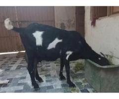Pregnant Amritsari Basanti Goat – Milk Yield Dairy Goat