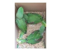 Wildlife Licensed Alexandrine Parrots