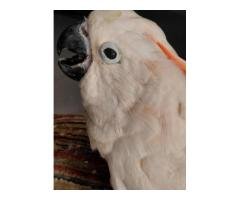 Moluccan Cockatoo & Sun