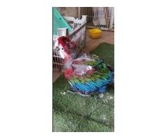 Green Wing Macaw Chick 5 Month