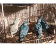 Blue & Green Ringneck Parrots