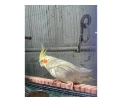 Hand Tame Cockatiel Female
