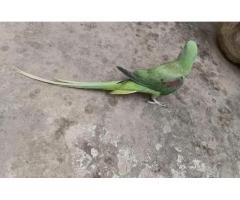 Kashmiri Raw Parrot Pair | Green