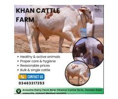 Qurbani Cows & Bulls