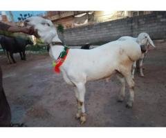Turkish Dumba Goat for Sale