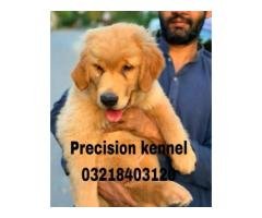 Pedigree Golden Retriever Female Puppy