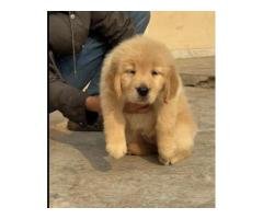 Golden Retriever Puppy